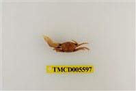 藏品(鉗指管招潮蟹)的圖片